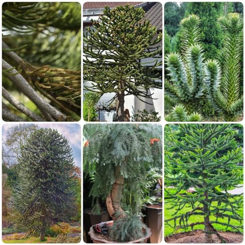 50 piezas semillas de araucaria araucana - decoración plantas decorativas decoración de plantas semillas de bonsai plantas de balcón resistentes planta de casa plantura plantas de decoración