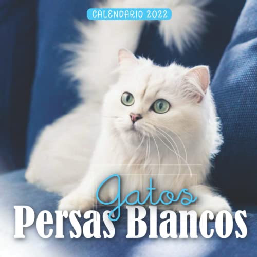 Gatos Persas Blancos Calendario 2022: Calendario 12 meses 2022 - 8.5 x 8.5 in cuando está cerrado y 8.5 x 17.0 in abierto.- Organización y ... Perfecto como regalos, suministros de oficina