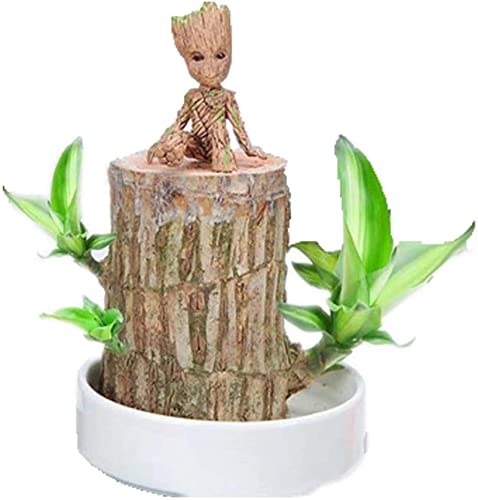 Goniome Mini planta de madera de la suerte de Brasil, planta hidropónica en maceta, planta de escritorio para interiores y oficina para purificar el aire interior (madera brasileña + muñeca)