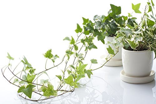 Inglés hiedra (Hedera helix)"50" Semillas - Plantas de interior de hoja perenne para mejorar la calidad del aire interior