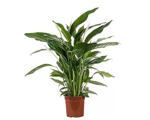 Spathiphyllum Natural Planta que tu Hogar Necesita para Mejorar la Calidad del Aire