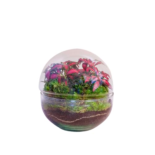 Terrario Plantas Cristal - Micro Cúpula con Fittonia | Jardin Eterno en Cristal o Ecosistema Cerrado | Ideal para Decoración Hogar | Terrarios Autónomos | Pequeño, 12 cm x 12 cm